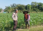 Strategi Swasembada Pangan Nasional Lewat Lahan Pekarangan