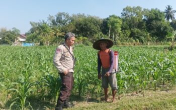 Strategi Swasembada Pangan Nasional Lewat Lahan Pekarangan