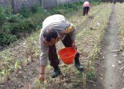 Bhabinkamtibmas Polsek Labuapi Gerakkan Program Ketahanan Pangan Desa