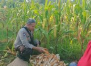 Sentuhan Humanis Polsek Batulayar Dampingi Warga Jaga Ketahanan Pangan Lewat Hortikultura