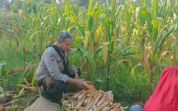 Sentuhan Humanis Polsek Batulayar Dampingi Warga Jaga Ketahanan Pangan Lewat Hortikultura