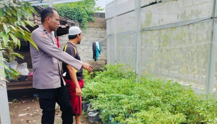 Ubah Lahan Kosong Jadi Sumber Gizi, Cara Bhabinkamtibmas Bajur Perkuat Ketahanan Pangan
