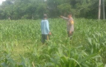 Bhabinkamtibmas Desa Rhee Dampingi Warga Pantau Pertumbuhan Jagung Hibrida