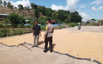 Bhabinkamtibmas Polres Bima Kota Aktif Dampingi Petani Jagung, Dukung Ketahanan Pangan Nasional