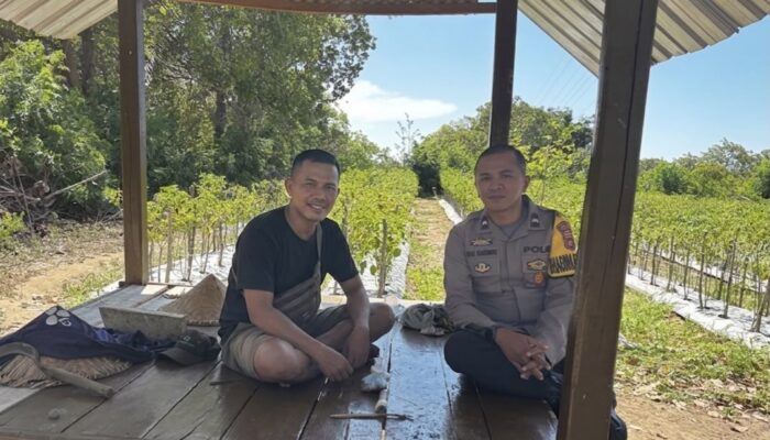 Pastikan Keamanan Area Perkebunan, Bhabinkamtibmas Desa Rhee Loka Sambangi Petani Cabai