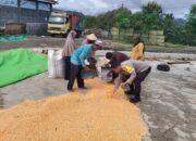 Dari Tanam hingga Panen, Bhabinkamtibmas Desa O’o Polsek Dompu Konsisten Dampingi Petani Jagung