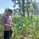 Polsek Tambakboyo Polres Tuban Turun Cek Tanaman jagung Warga di Desa Plajan