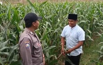 Polsek Grabagan polres Tuban Polda Jawa Timur Dukung Penuh Swasembada Pangan Presiden Prabowo Melalui Pendampingan Petani