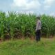 Polsek Tambakboyo Polres Tuban Turun Cek Tanaman jagung Warga di Desa Pulogede