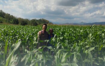 DUKUNG KETAHANAN PANGAN NASIONAL, BHABINKAMTIBMAS POLSEK MANGGELEWA PANTAU PERKEMBANGAN TANAMAN JAGUNG MILIK WARGA