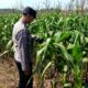 Dukung Program Astacita Presiden RI, Bhabinkamtibmas Polsek Grabagan Polres Tuban Terjun Langsung Cek Ketahanan Pangan Di Desa Grabagan