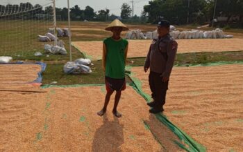 Dukung Ketahanan Pangan, Personel Polsek Bancar Monitoring Panen Jagung di Desa Tergambang
