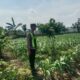 Polsek Singgahan Polres Tuban Turun Cek Tanaman jagung Warga di Desa Mulyoagung