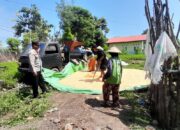 DUKUNG PROGRAM KETAHANAN PANGAN NASIONAL, BHABINKAMTIBMAS DESA DAHA MONITOR HASIL PANEN JAGUNG