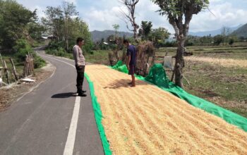 BHABINKAMTIBMAS DESA CEMPI JAYA PANTAU LAHAN JAGUNG WARGA, DUKUNG KETAHANAN PANGAN MENUJU INDONESIA EMAS