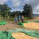 BHABINKAMTIBMAS DESA HU’U PANTAU HASIL PANEN JAGUNG WARGA, DORONG PENYALURAN KE BULOG UNTUK DUKUNG KETAHANAN PANGAN NASIONAL