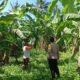 BHABINKAMTIBMAS DESA DOREBARA SAMBANGI PETANI PISANG, BERIKAN EDUKASI DAN DORONG PENINGKATAN KESEJAHTERAAN MASYARAKAT