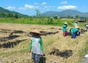Bhabinkamtibmas Gerung Motivasi Kelompok Tani Karang Langko