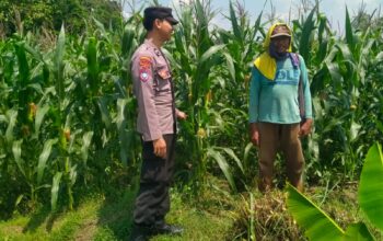 Bhabinkamtibmas Desa Leran Polsek Senori Polres Tuban Cek Tanaman Jagung Warga, Dukung Ketahanan Pangan