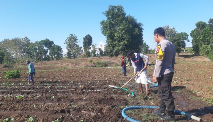 DORONG PETANI KEMBANGKAN TANAMAN TUMPANG SARI UNTUK MENINGKATKAN KETAHANAN PANGAN DAN PENDAPATAN KELUARGA