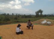 Pantau Hasil Panen Jagung, Bhabinkamtibmas desa Saneo Ajak Petani Salurkan Hasil ke Bulog dan Manfaatkan Pekarangan Produktif