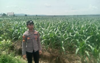 Polsek Singgahan Polres Tuban Turun Cek Tanaman jagung Warga di Desa Lajo Lor