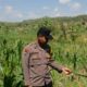 Dalam rangka mendukung Program ASTACITA, Bhabinkamtibmas Desa Pacing Polsek Parengan Polres Tuban sambang lokasi tanaman jagung di Desa Pacing Kec. Parengan