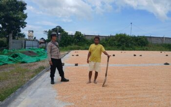 Pemantauan Penjemuran Jagung, Bhabinkamtibmas Mbuju Motivasi Petani Tingkatkan Produktivitas