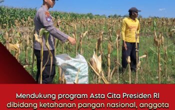 Bhabinkamtibmas Polsek Senori Dukung Ketahanan Pangan Nasional Membantu Panen Jagung Warga Desa Leran