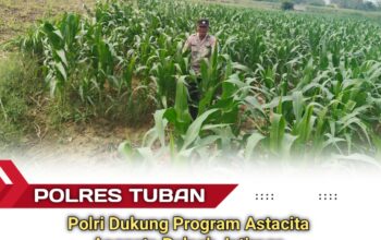 Turun ke Pematang, Polsek Jatirogo Kawal Jagung Warga Desa Ketodan Demi Astacita