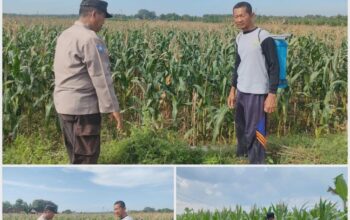Polsek Soko polres Tuban Polda Jawa Timur Bergerak! Dukung Penuh Swasembada Pangan Presiden Prabowo Melalui Pendampingan Petani