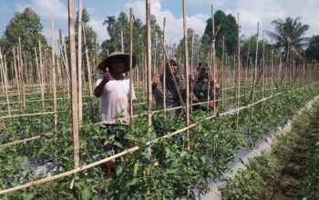 Babinsa Koramil 1606/Lingsar Kawal Ketahanan Pangan Desa, Hasil Tomat Diproyeksikan Dukung Dapur MBG dan KDKMP