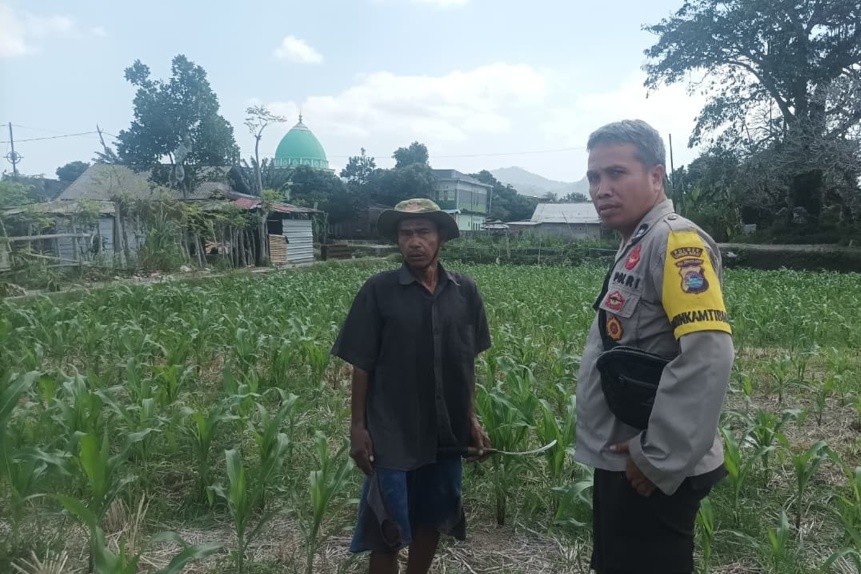 Bhabinkamtibmas Desa Sandik Kawal Ketahanan Pangan Petani Jagung