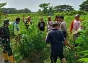 Warga Duduk Atas Lombok Barat Sulap Pekarangan Jadi Kebun