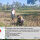 Bhabinkamtibmas Desa Kalianyar Jalin Silaturahmi dengan Ketua Kelompok Tani Suka Karya II dan Cek Perkembangan Tanaman Jagung Warga