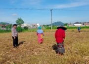 Bhabinkamtibmas Polsek Labuapi Turun ke Sawah Kawal Ketahanan Pangan