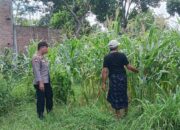 Cara Polsek Labuapi Jaga Stabilitas Pangan di Lombok Barat