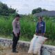 Aksi Nyata Polsek Labuapi Kawal Kedaulatan Pangan, Borong Semangat Petani di Sawah