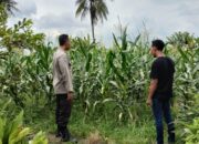 Strategi Bhabinkamtibmas Labuapi Jaga Ketahanan Pangan Lewat Sektor Jagung