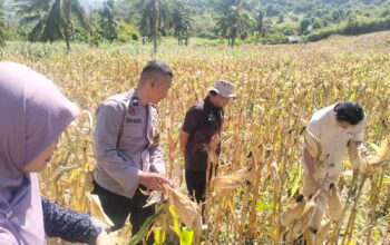 Polsek Sekotong Kawal BPS RI Hitung Ubinan Jagung di Lombok Barat