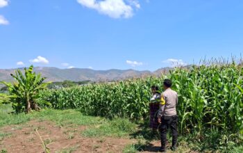 BHABINKAMTIBMAS POLSEK KEMPO MONITORING LAHAN JAGUNG WARGA, DORONG PEMANFAATAN PEKARANGAN UNTUK PERKUAT KETAHANAN PANGAN
