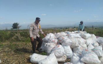 BHABINKAMTIBMAS POLSEK WOJA DAMPINGI PETANI SAAT PANEN JAGUNG, DORONG PENGELOLAAN HASIL PANEN DEMI KETAHANAN PANGAN