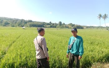 Pantau Stabilitas Harga, Bhabinkamtibmas Desa Lunyuk Rea Sambangi Petani Padi